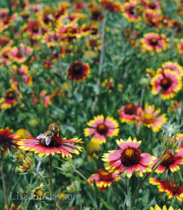 The Beekeeper’s Calendar: Maintain A Productive Warré Hive Image